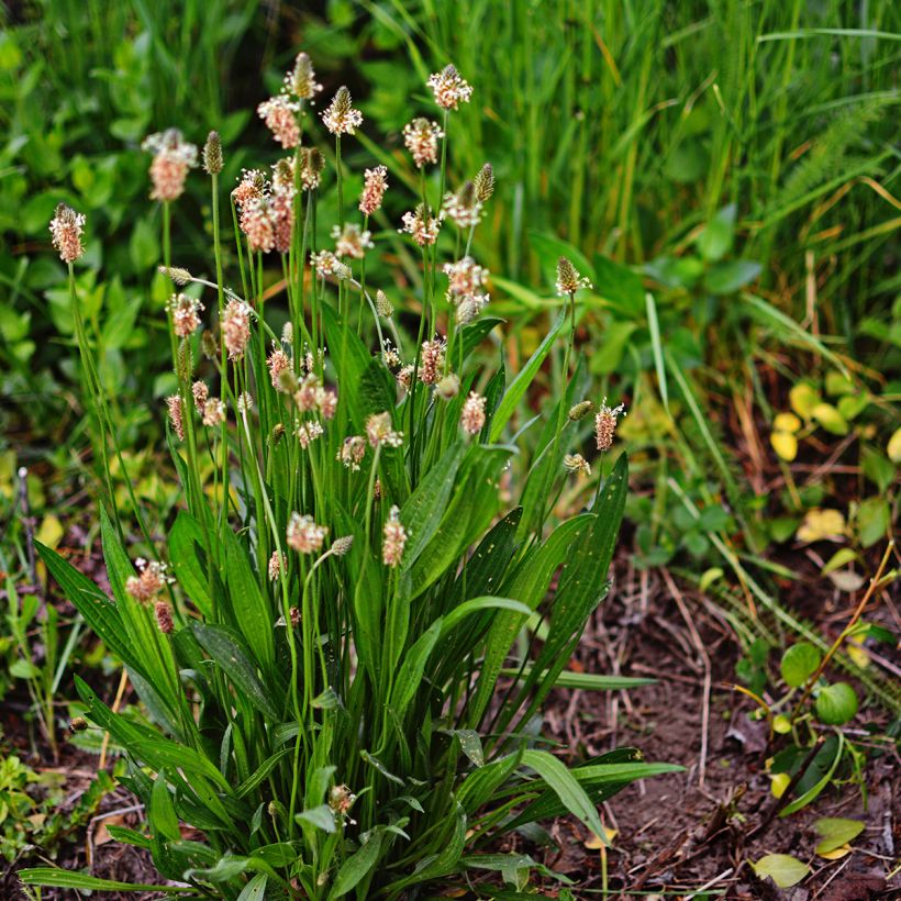 Spitz-Wegerich Bio - Ferme de Sainte Marthe - Plantago lanceolata (Plant habit)