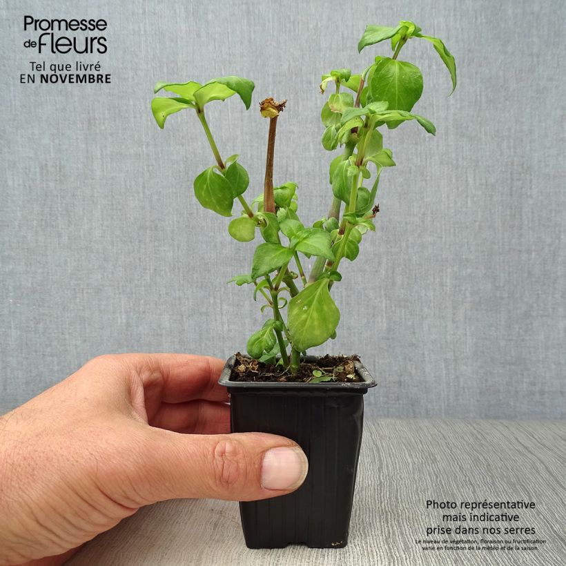 Example of Pilzkraut - Rungia klossii Kleine Töpfe von 7/8 cm as you get in automne