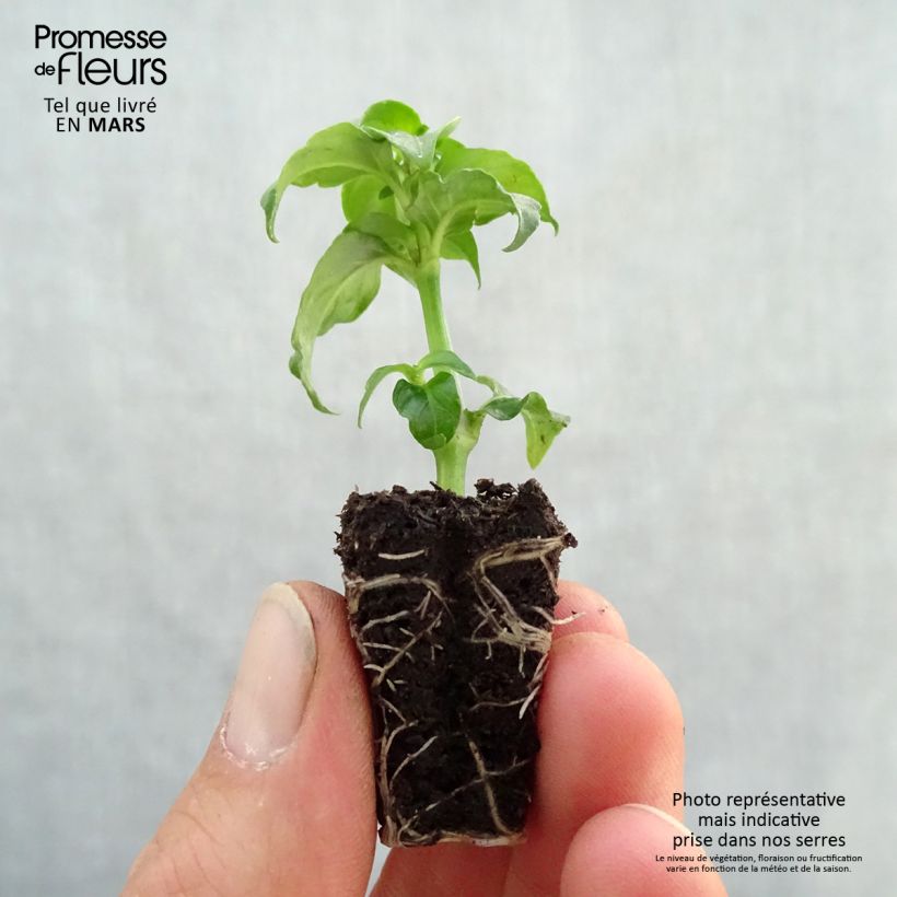 Example of Pilzkraut - Rungia klossii Mini-Plug Ø 3/4 cm as you get in printemps
