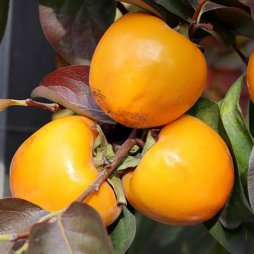 Kaki-Pflaume Ragno - Diospyros kaki (Harvest)