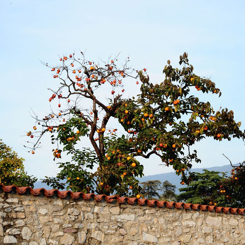 Kaki-Pflaume Ragno - Diospyros kaki (Plant habit)