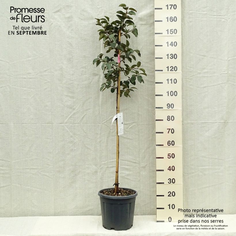Example of Kaki-Pflaume Tipo - Diospyros kaki Topf mit 12L/15L, Halbstamm as you get in automne