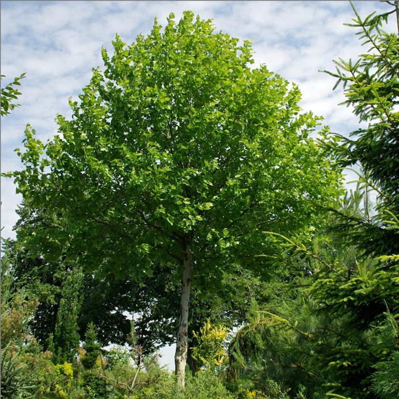 Morus alba - Weißer Maulbeerbaum (Plant habit)