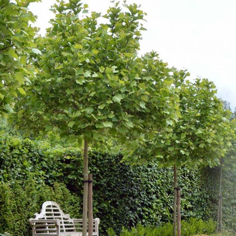Platanus hispanica Alphen's Globe - Ahornblättrige Platane (Plant habit)