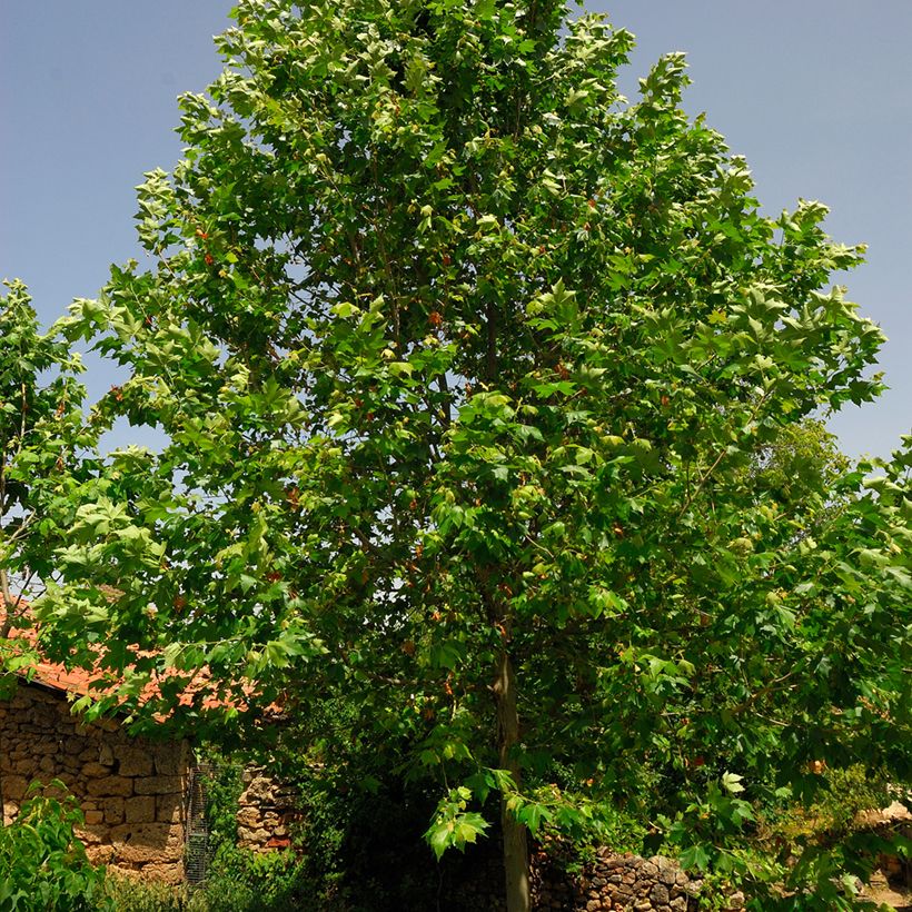 Platanus hispanica - Ahornblättrige Platane (Foliage)