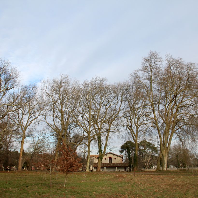 Platanus hispanica - Ahornblättrige Platane (Plant habit)