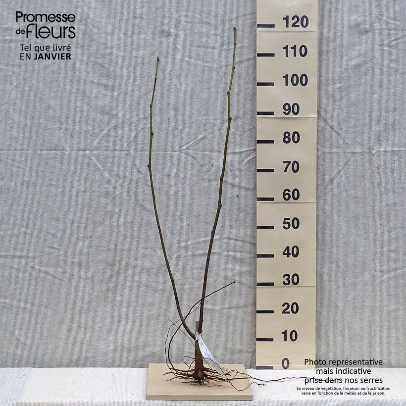Example of Platanus hispanica El Gordo - Ahornblättrige Platane Wurzelnackt as you get in hiver