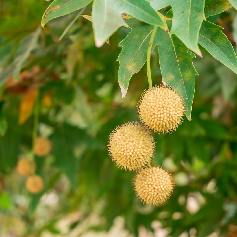 Platanus orientalis - Morgenländische Platane (Harvest)