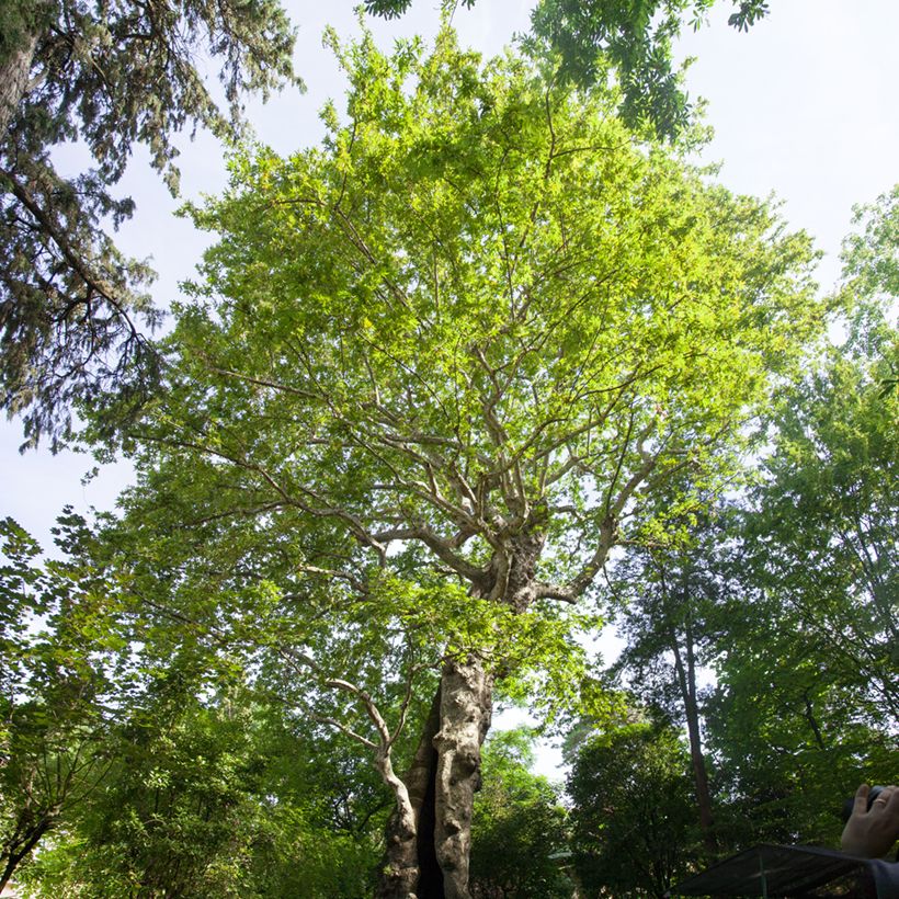 Platanus orientalis - Morgenländische Platane (Plant habit)