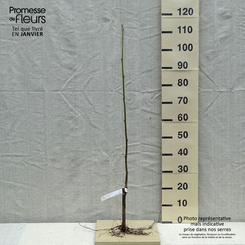 Example of Platanus hispanica Malburg - Ahornblättrige Platane Wurzelnackt as you get in hiver