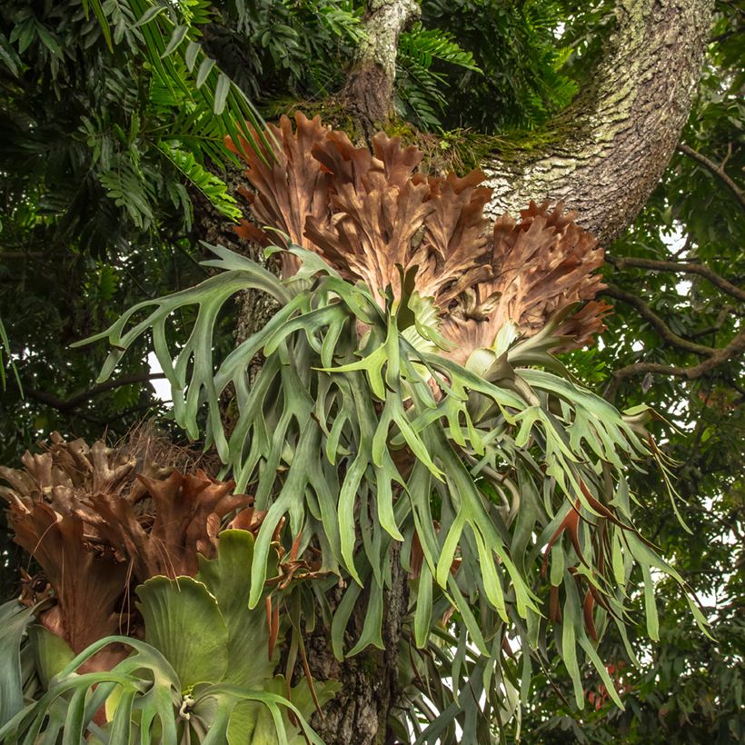Geweihfarn - Platycerium alcicorne (Plant habit)