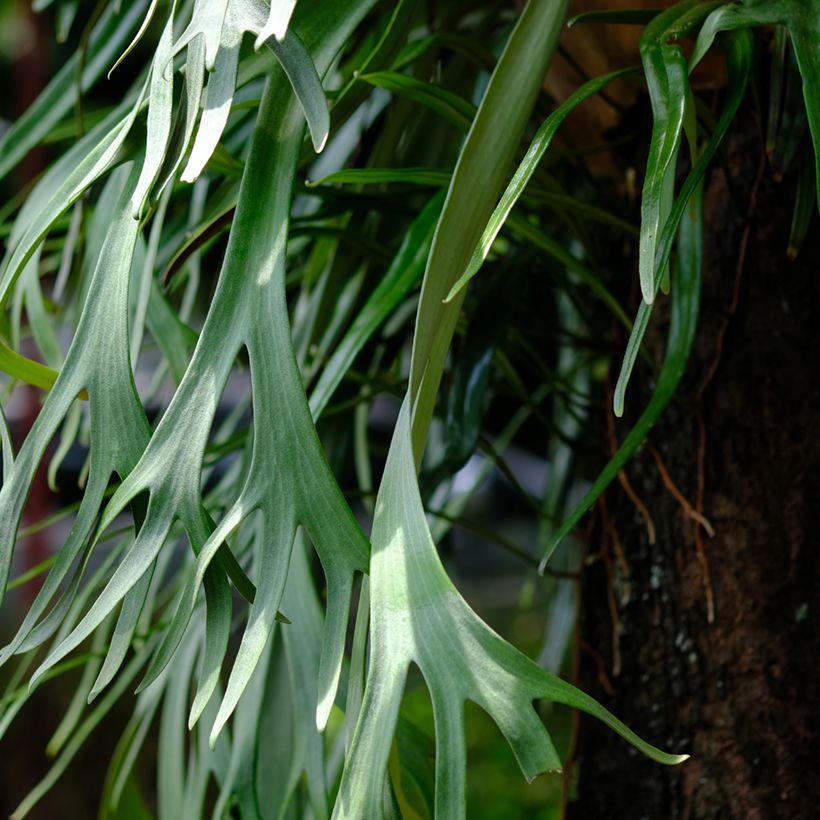 Geweihfarn - Platycerium bifurcatum (Foliage)