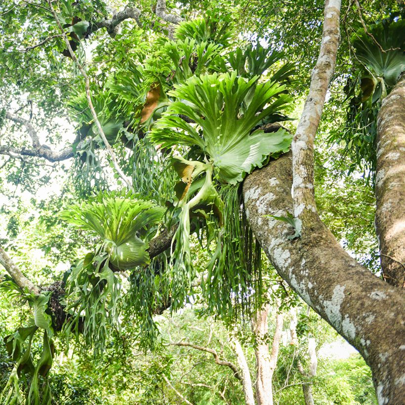 Geweihfarn - Platycerium bifurcatum (Plant habit)