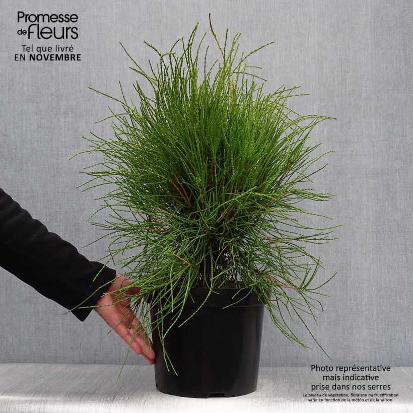Example of Platycladus orientalis Franky Boy - Morgenländische Lebensbaum Topf mit 7,5L/10L as you get in automne
