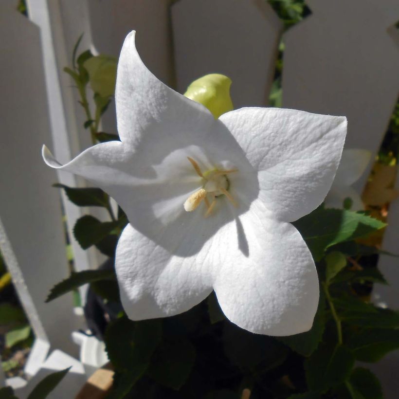 Ballonblume Astra White - Platycodon grandiflorus (Flowering)