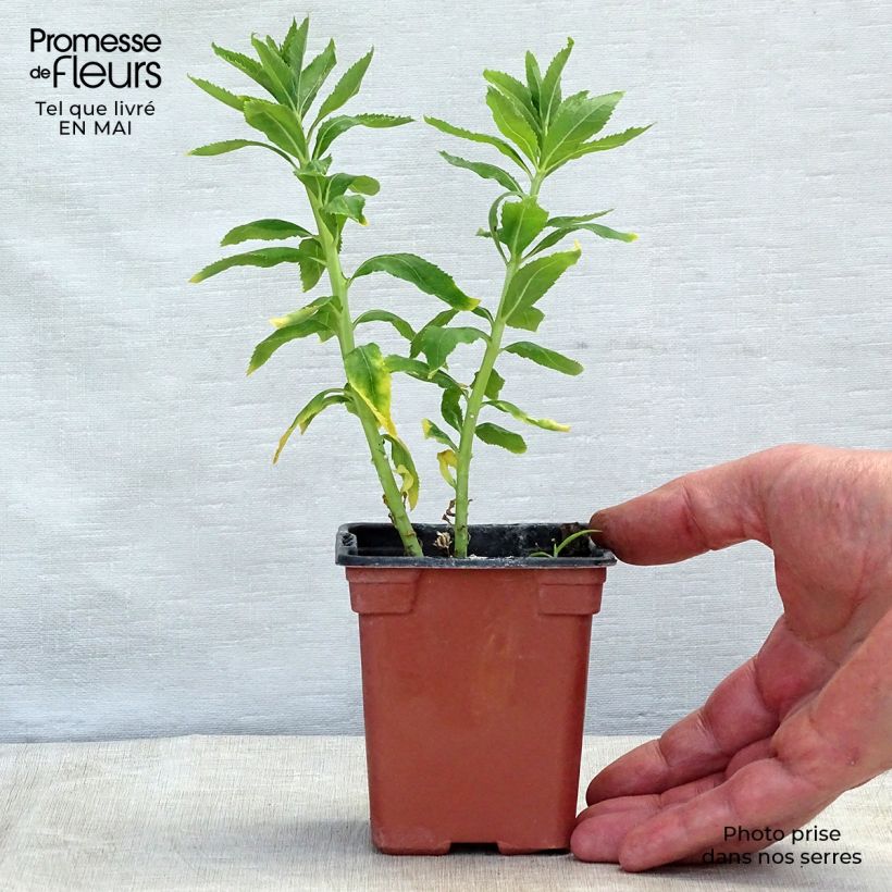 Exemplar von Ballonblume Fuji White - Platycodon grandiflorus Kleine Töpfe von 7/8 cm wie im Frühjahr geliefert