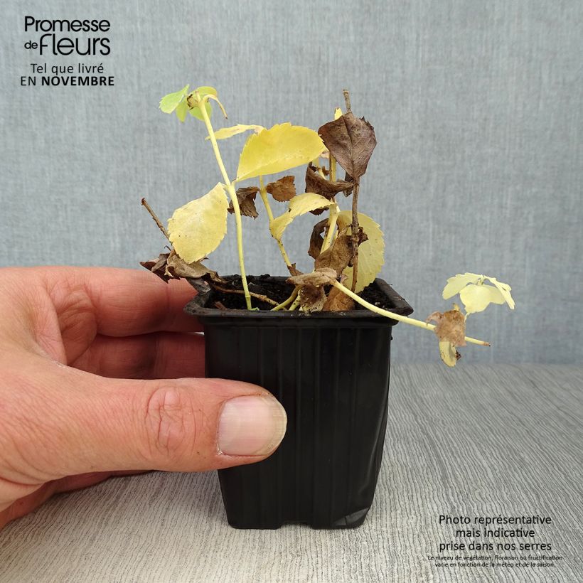 Example of Ballonblume Fuji White - Platycodon grandiflorus Kleine Töpfe von 7/8 cm as you get in automne