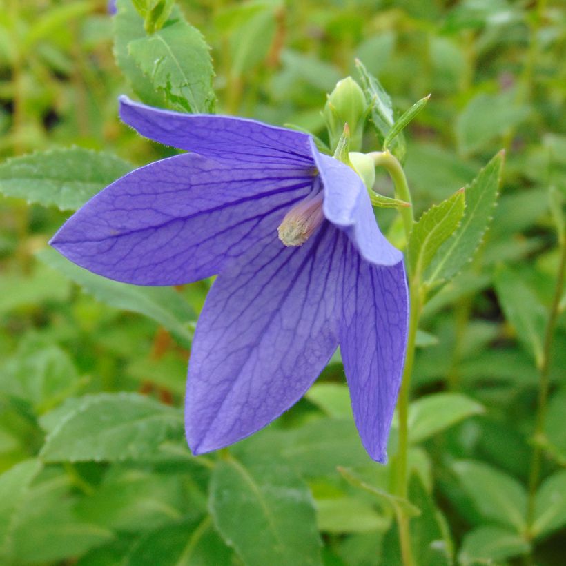 Ballonblume Mariesii - Platycodon grandiflorus (Flowering)