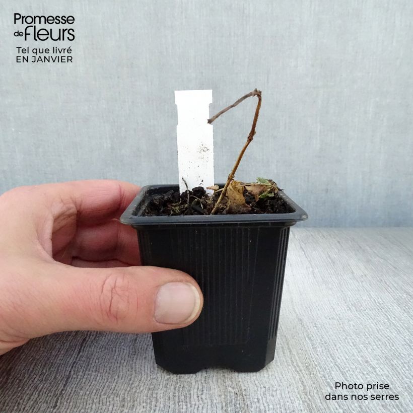 Exemplar von Ballonblume Mariesii - Platycodon grandiflorus Kleine Töpfe von 7/8 cm wie im Winter geliefert