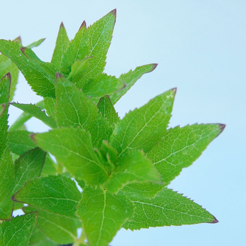 Ballonblume Perlmutterschale - Platycodon grandiflorus (Foliage)