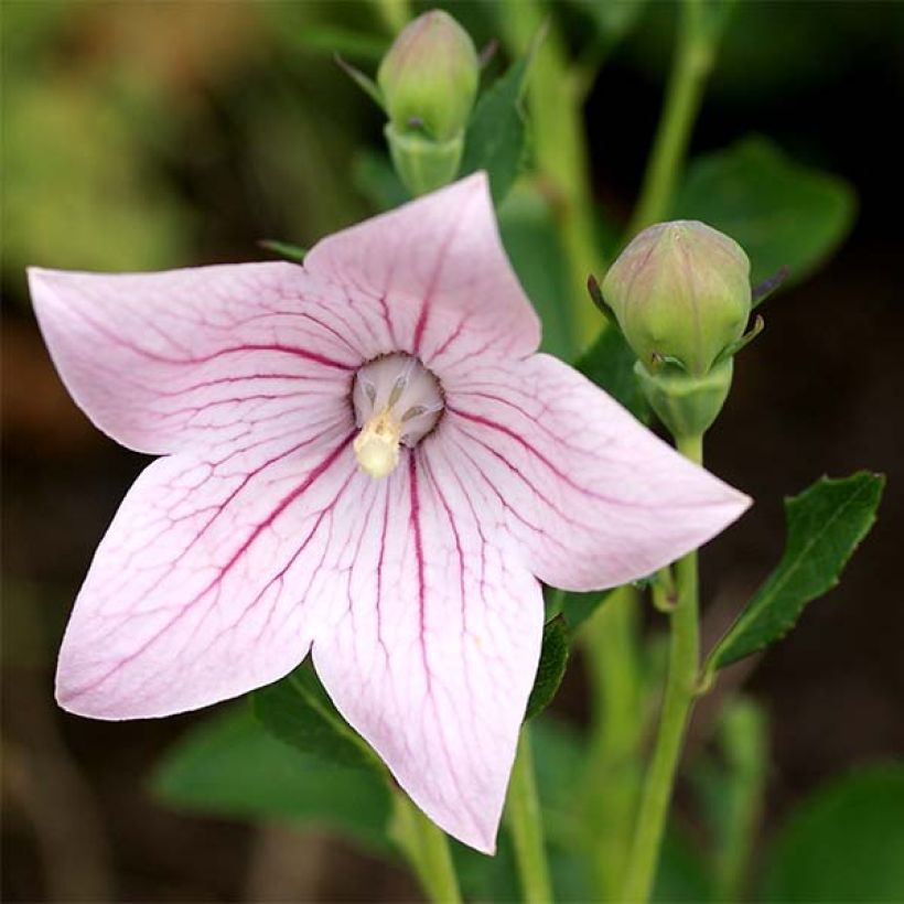 Ballonblume Perlmutterschale - Platycodon grandiflorus (Flowering)