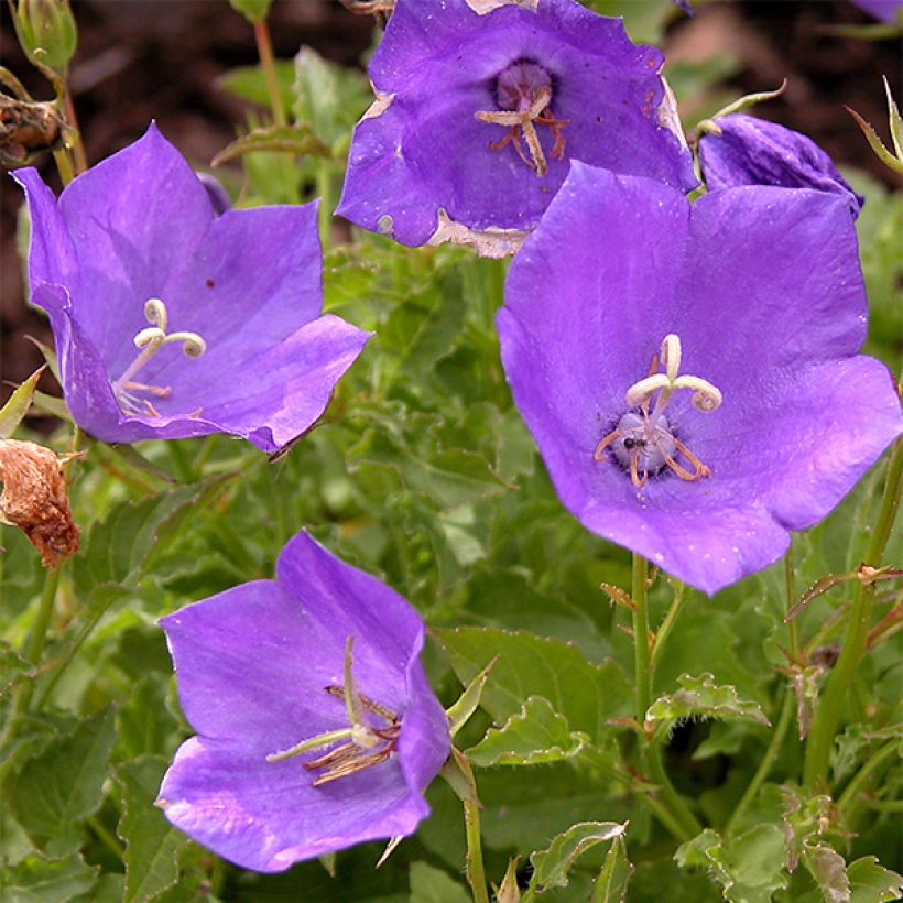 Ballonblume Zwerg - Platycodon grandiflorus (Flowering)