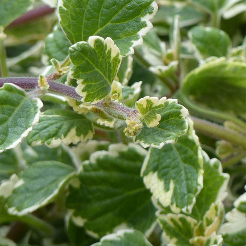 Plectranthus coleoides Variegatus - Weihrauch (Foliage)