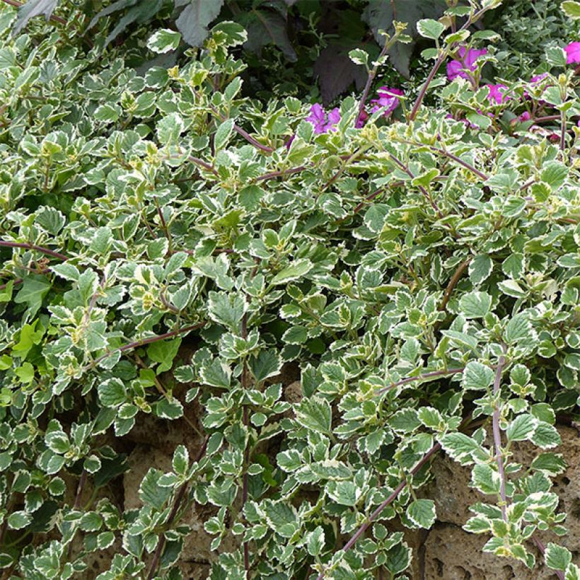 Plectranthus coleoides Variegatus - Weihrauch (Plant habit)