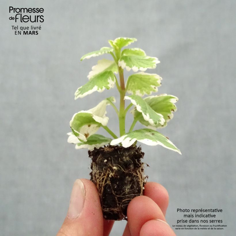 Example of Plectranthus coleoides Variegatus - Weihrauch Mini-Plug Ø 1,5/2,5 cm as you get in printemps
