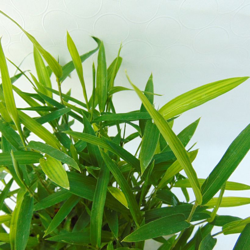 Pleioblastus argenteostriatus Pumilus - Zwergbambus (Foliage)