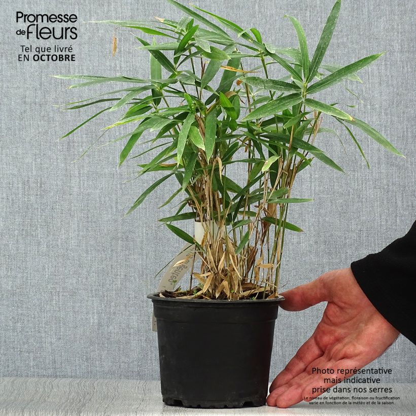 Example of Pleioblastus argenteostriatus Pumilus - Zwergbambus Topf mit 1L/1,5L as you get in automne