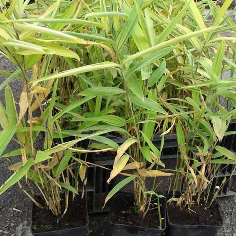 Pleioblastus auricomus - Gestreifter Zwergbambus (Foliage)