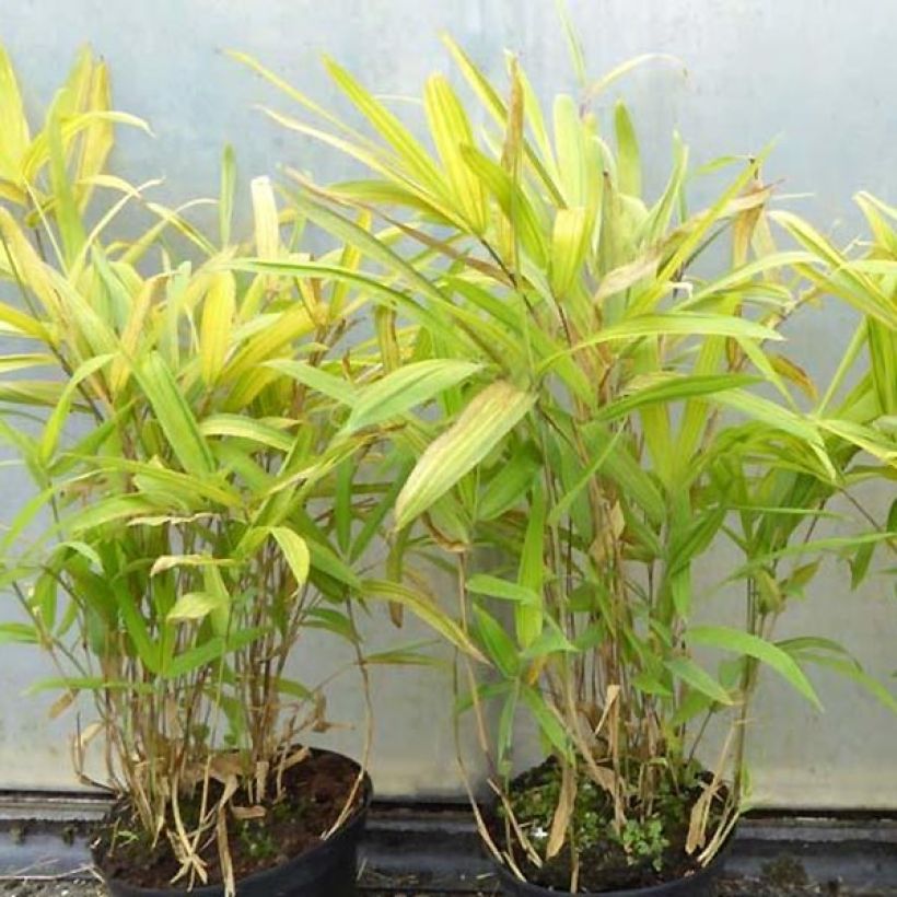 Pleioblastus auricomus - Gestreifter Zwergbambus (Plant habit)