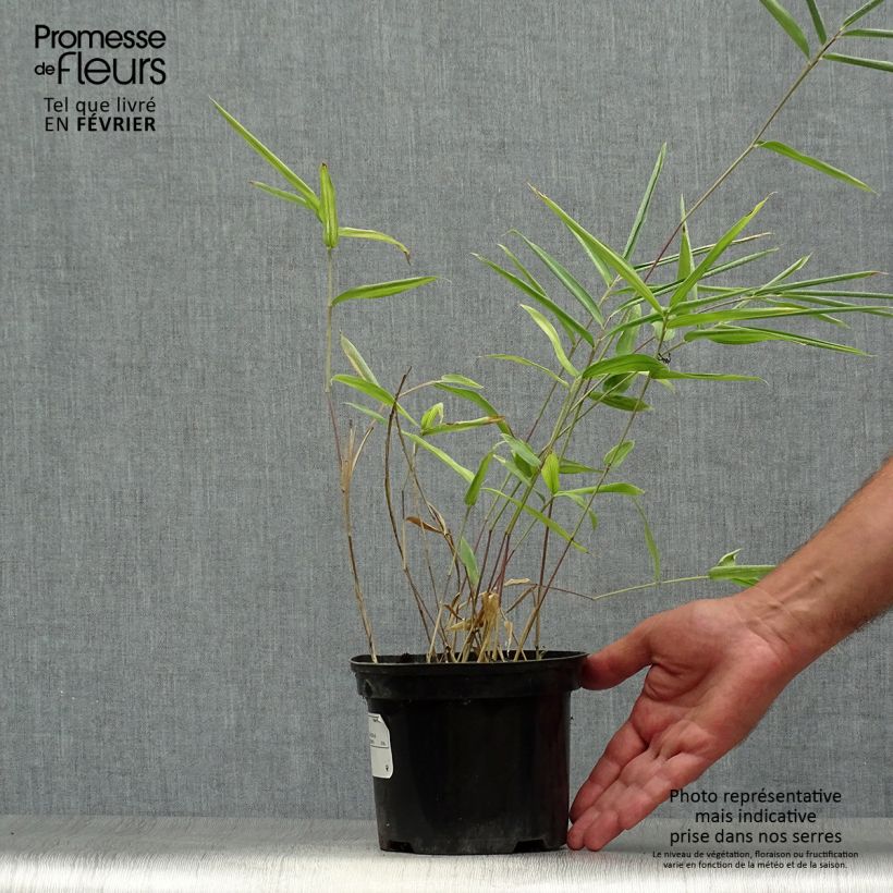 Example of Pleioblastus auricomus - Gestreifter Zwergbambus Topf mit 1L/1,5L as you get in automne