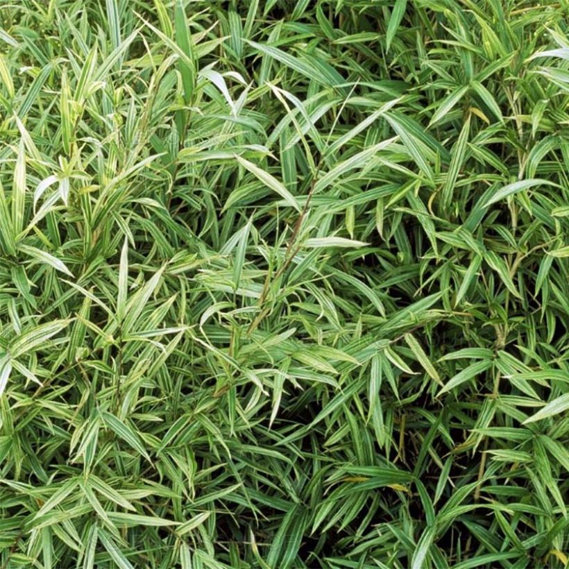 Pleioblastus chino Elegantissimus - Chino-Zwergbambus (Foliage)