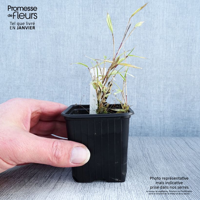 Exemplar von Pleioblastus chino Elegantissimus - Chino-Zwergbambus Kleine Töpfe von 8/9 cm wie im Winter geliefert