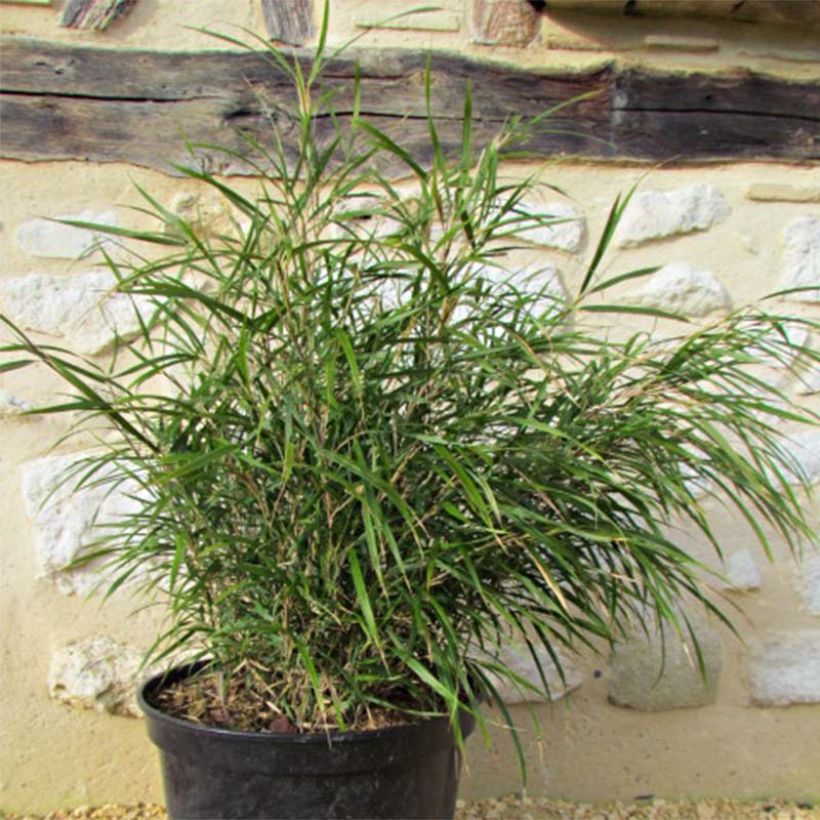 Pleioblastus linearis - Zwergbambus (Foliage)