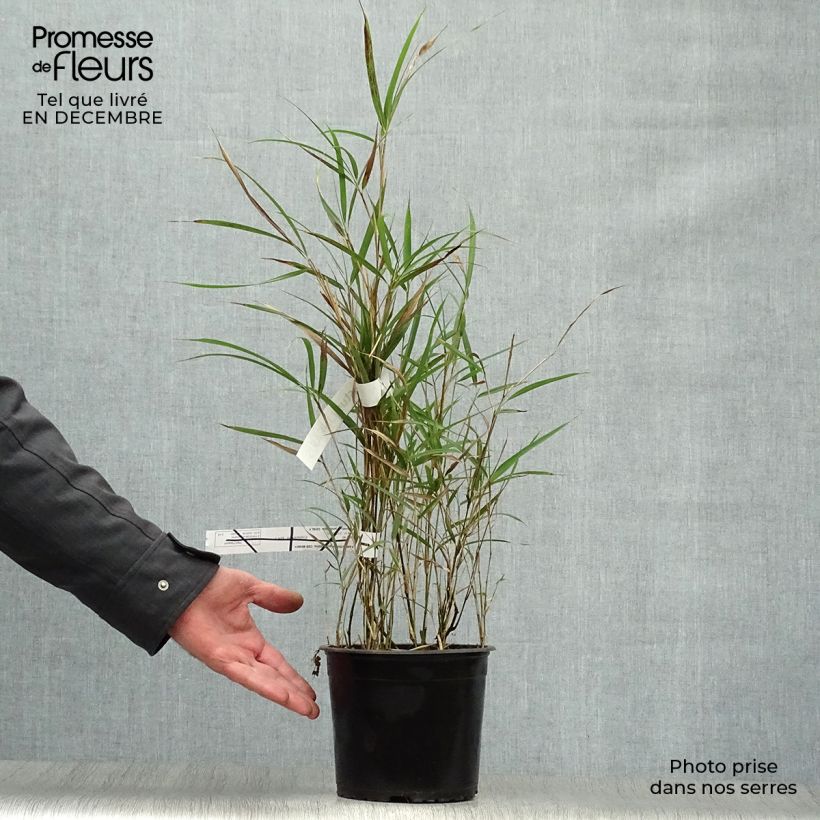 Exemplar von Pleioblastus linearis - Zwergbambus Topf mit 2L/3L wie im Winter geliefert