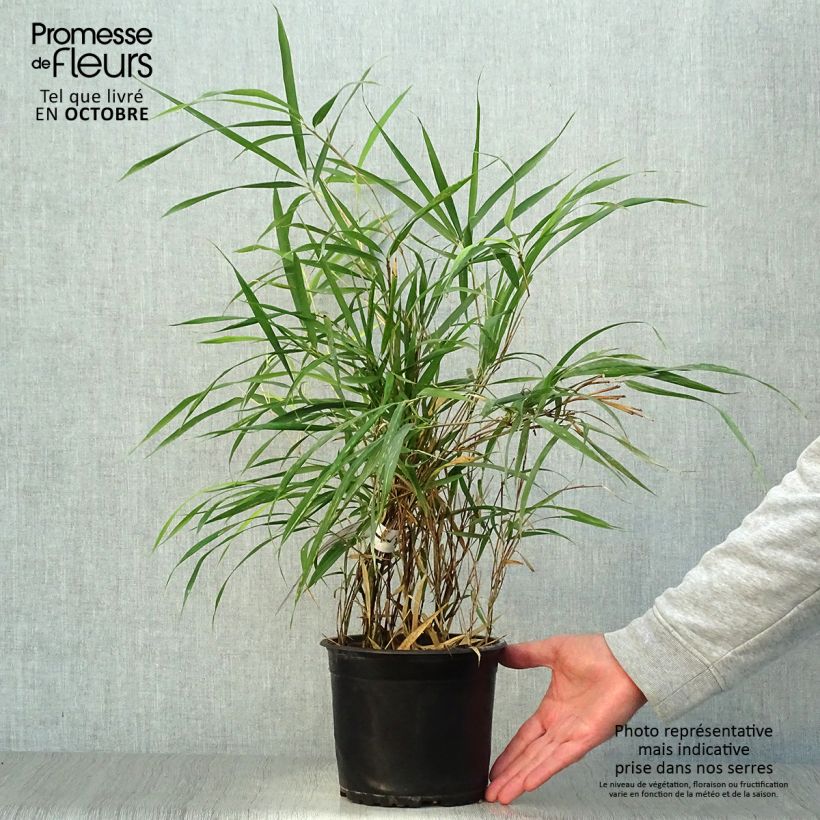 Example of Pleioblastus linearis - Zwergbambus Topf mit 2L/3L as you get in automne