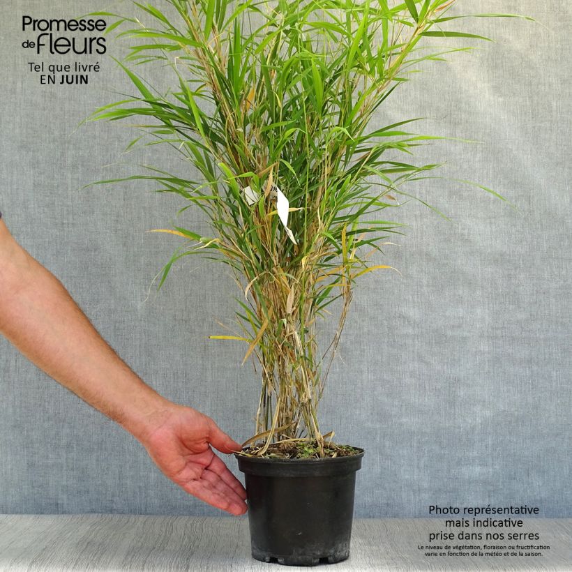 Exemplar von Pleioblastus linearis - Zwergbambus Topf mit 2L/3L wie im Sommer geliefert