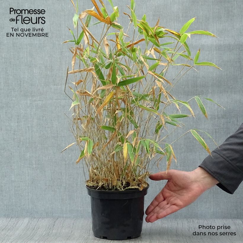 Example of Pleioblastus pygmaeus Distichus - Zwergbambus Topf mit 2L/3L as you get in automne