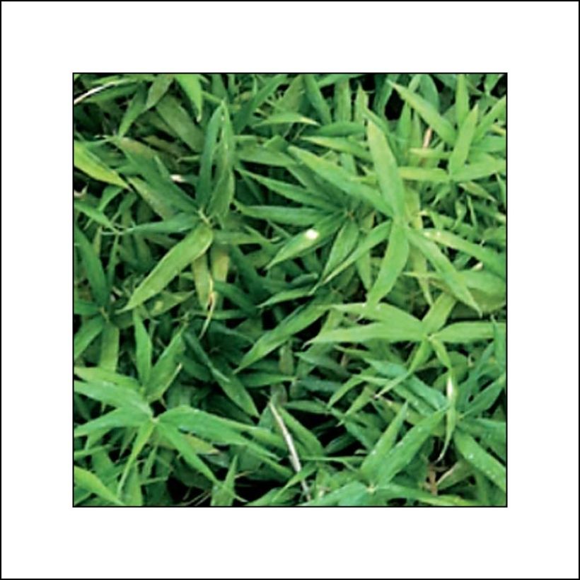Pleioblastus viridistriatus Vagans - Zwergbambus (Foliage)