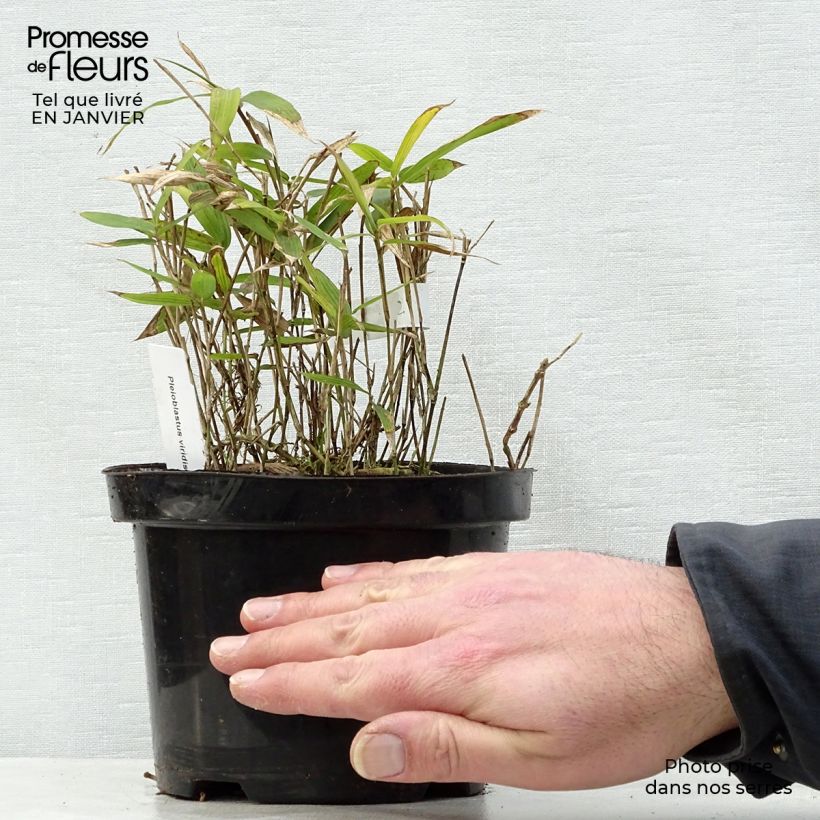 Example of Pleioblastus viridistriatus Vagans - Zwergbambus Topf mit 1L/1,5L as you get in hiver