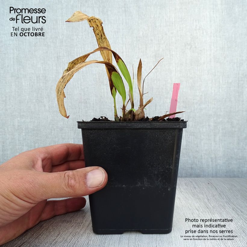 Example of Pleione formosana - Orchidee Topf mit 1L/1,5L as you get in automne