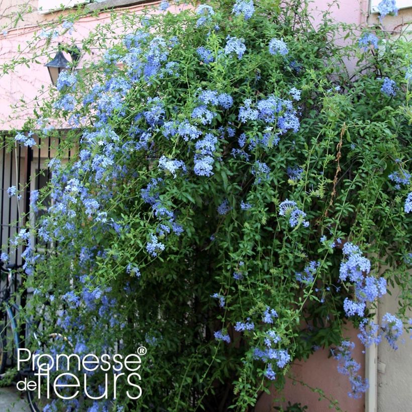 Plumbago auriculata Dark Blue - Kap-Bleiwurz (Plant habit)