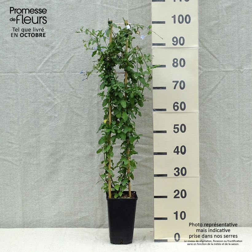 Example of Plumbago auriculata Dark Blue - Kap-Bleiwurz Topf mit 2L/3L as you get in automne