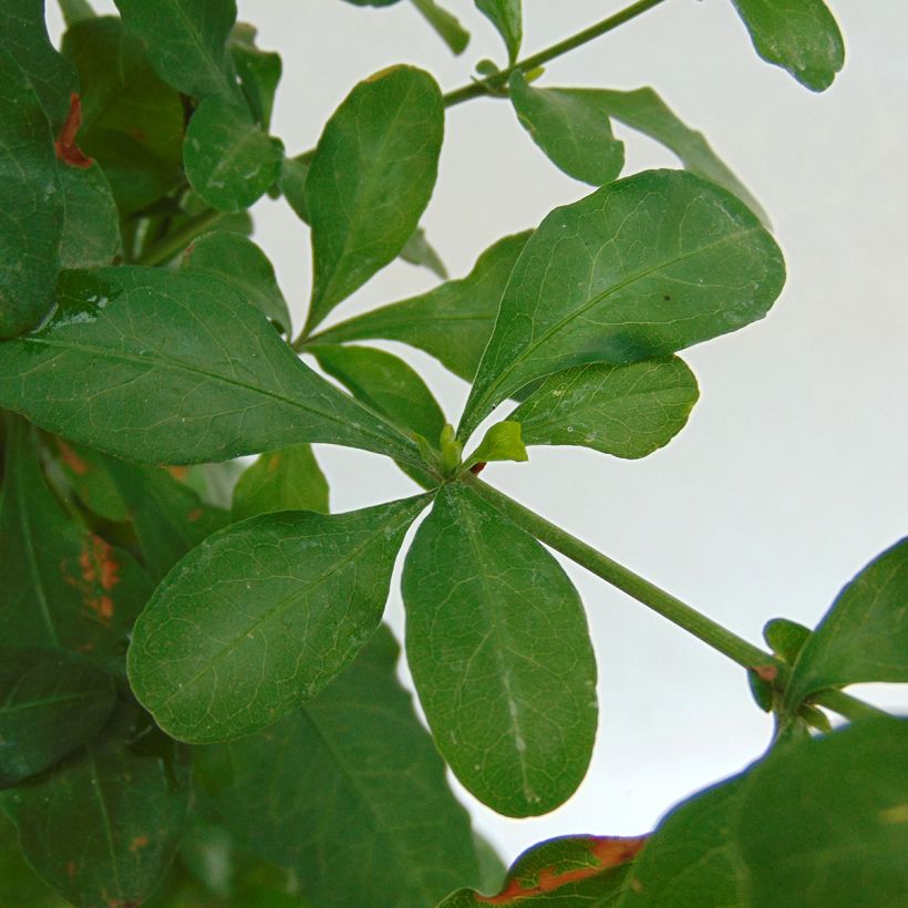 Plumbago auriculata - Kap-Bleiwurz (Foliage)