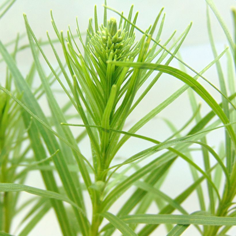 Ährige Prachtscharte Alba - Liatris spicata (Foliage)