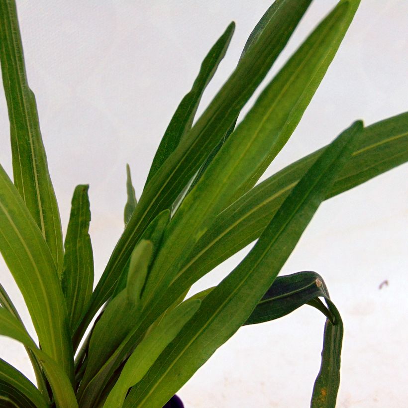 Ährige Prachtscharte Kobold - Liatris spicata (Foliage)