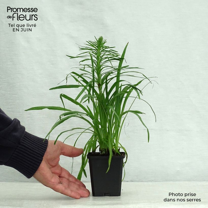 Example of Ährige Prachtscharte Kobold - Liatris spicata Kleine Töpfe von 8/9 cm as you get in ete